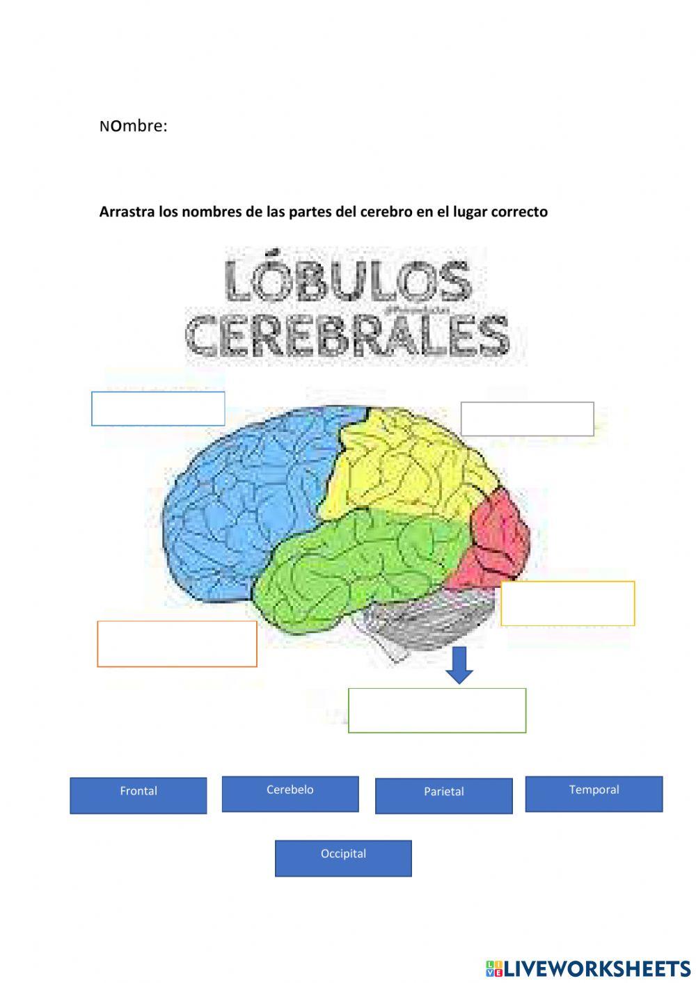 Cerebro