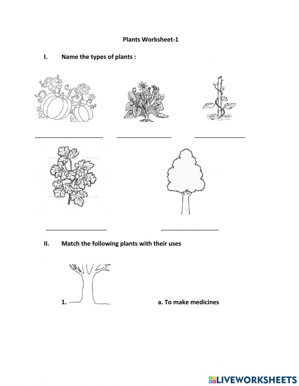 Plants worksheet-1