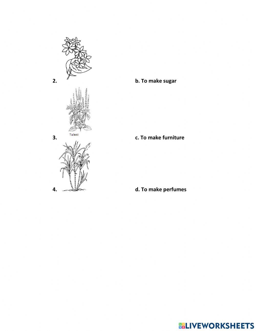 Plants worksheet-1