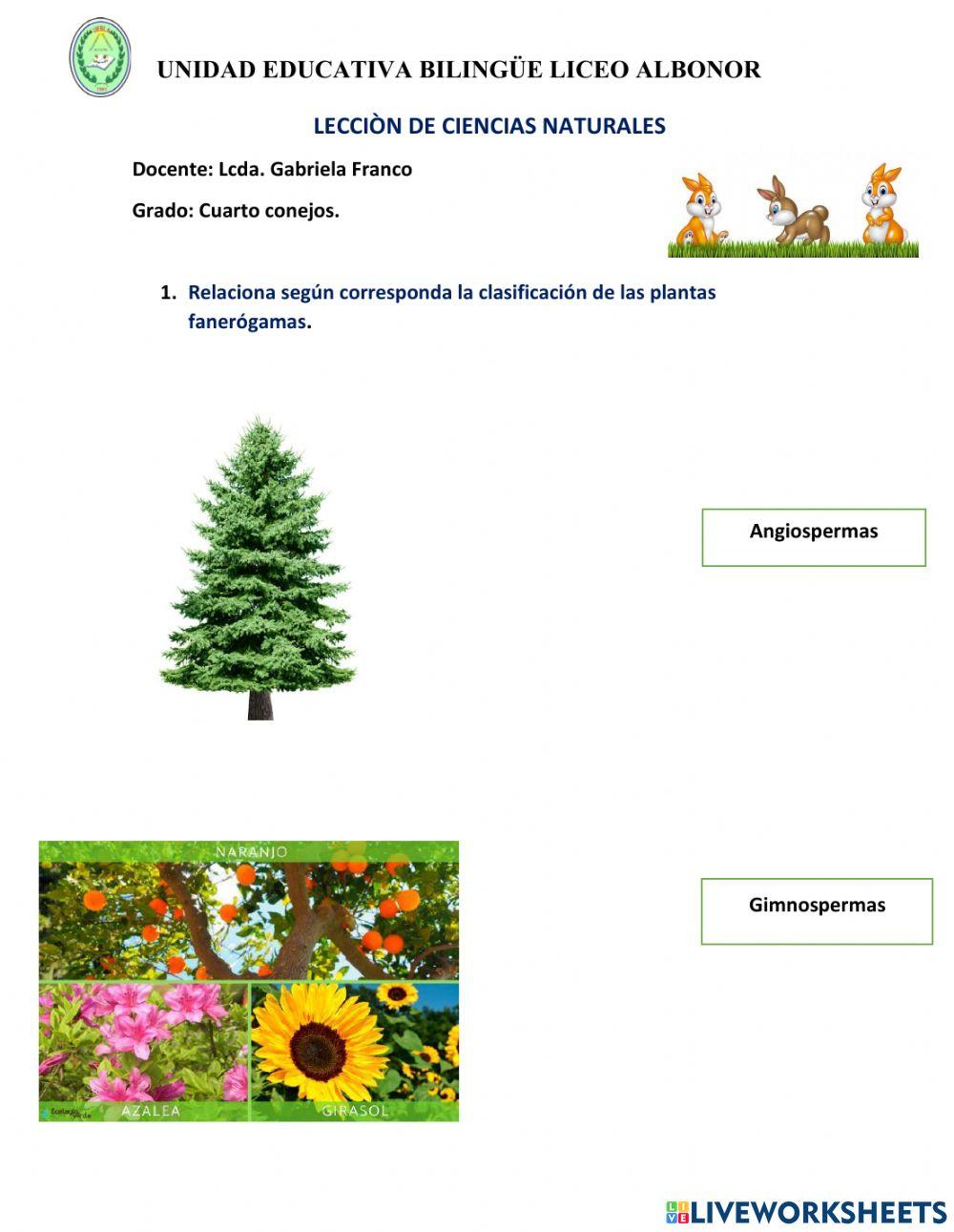 Plantas fanerógamas y polinización