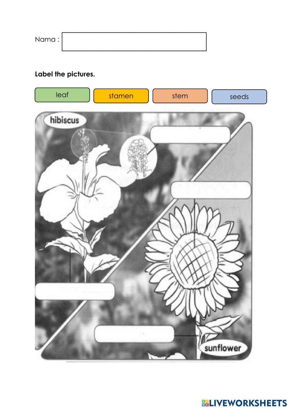 Parts of the flowers