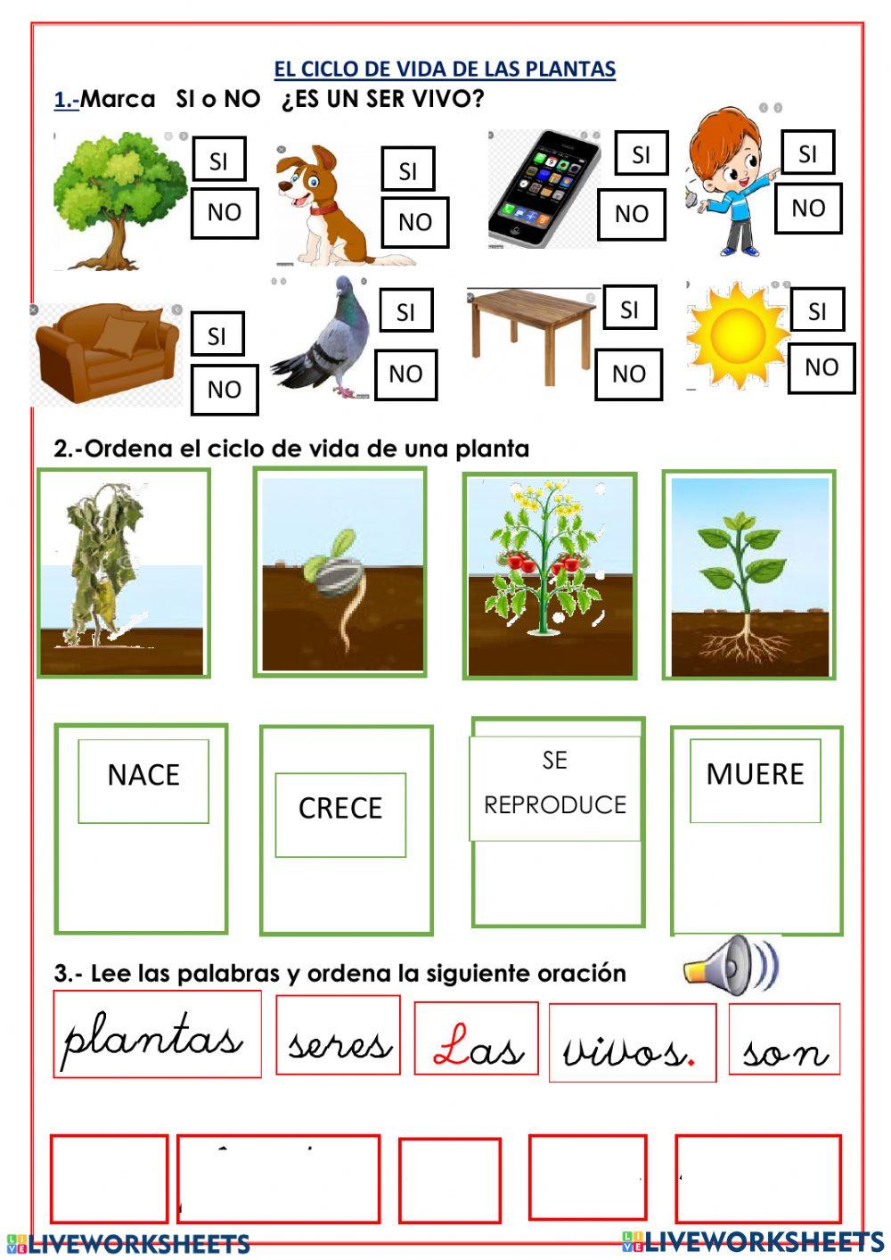 Ciclo de vida de una planta