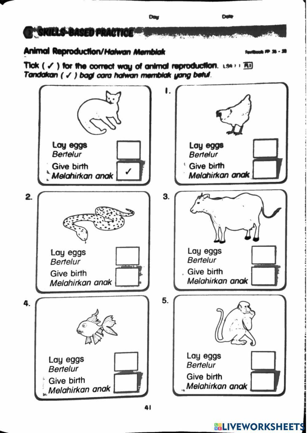 Animal reproduction
