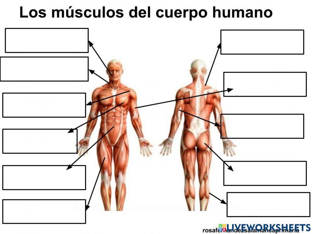 Musculos del cuerpo