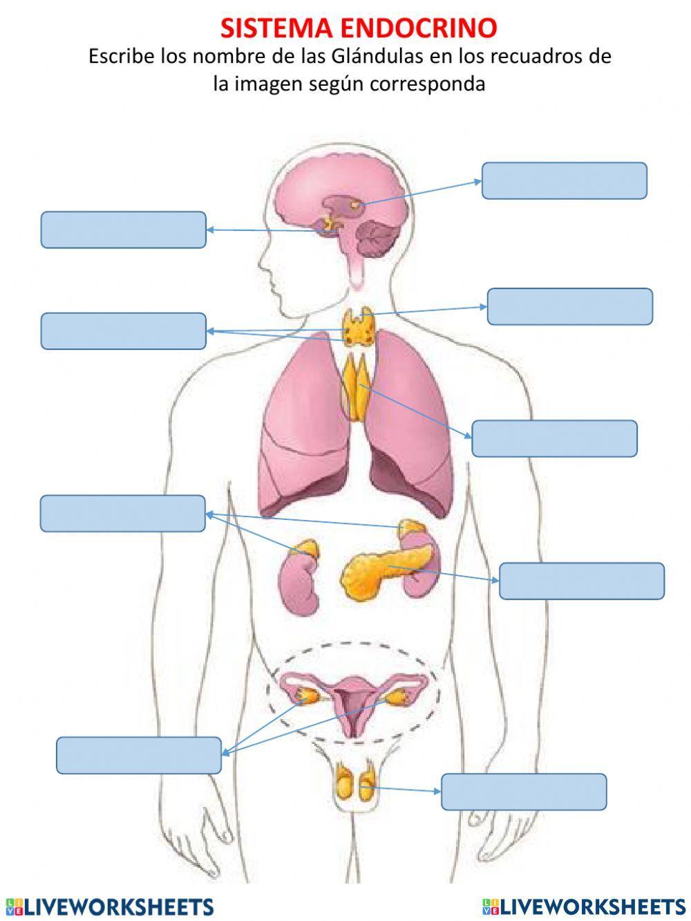 Sistema endocrino