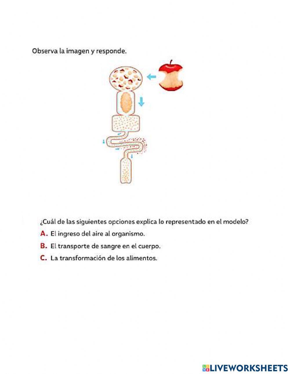 Evaluación 2 básico Ciencias Naturales