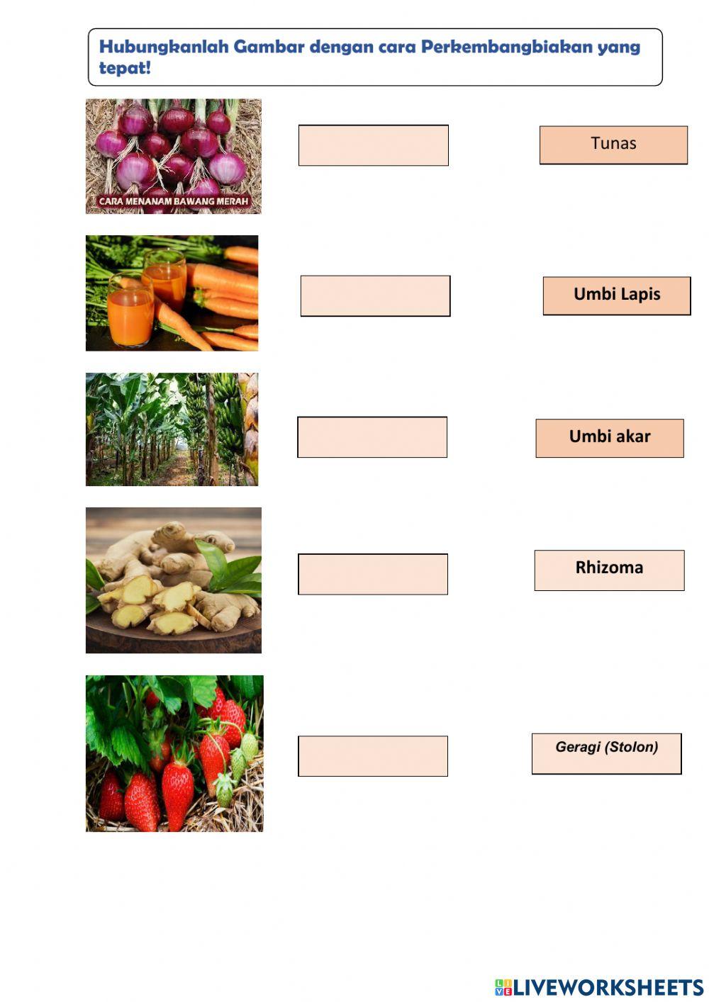 Lkpd 1 Tumbuhan Sahabatku
