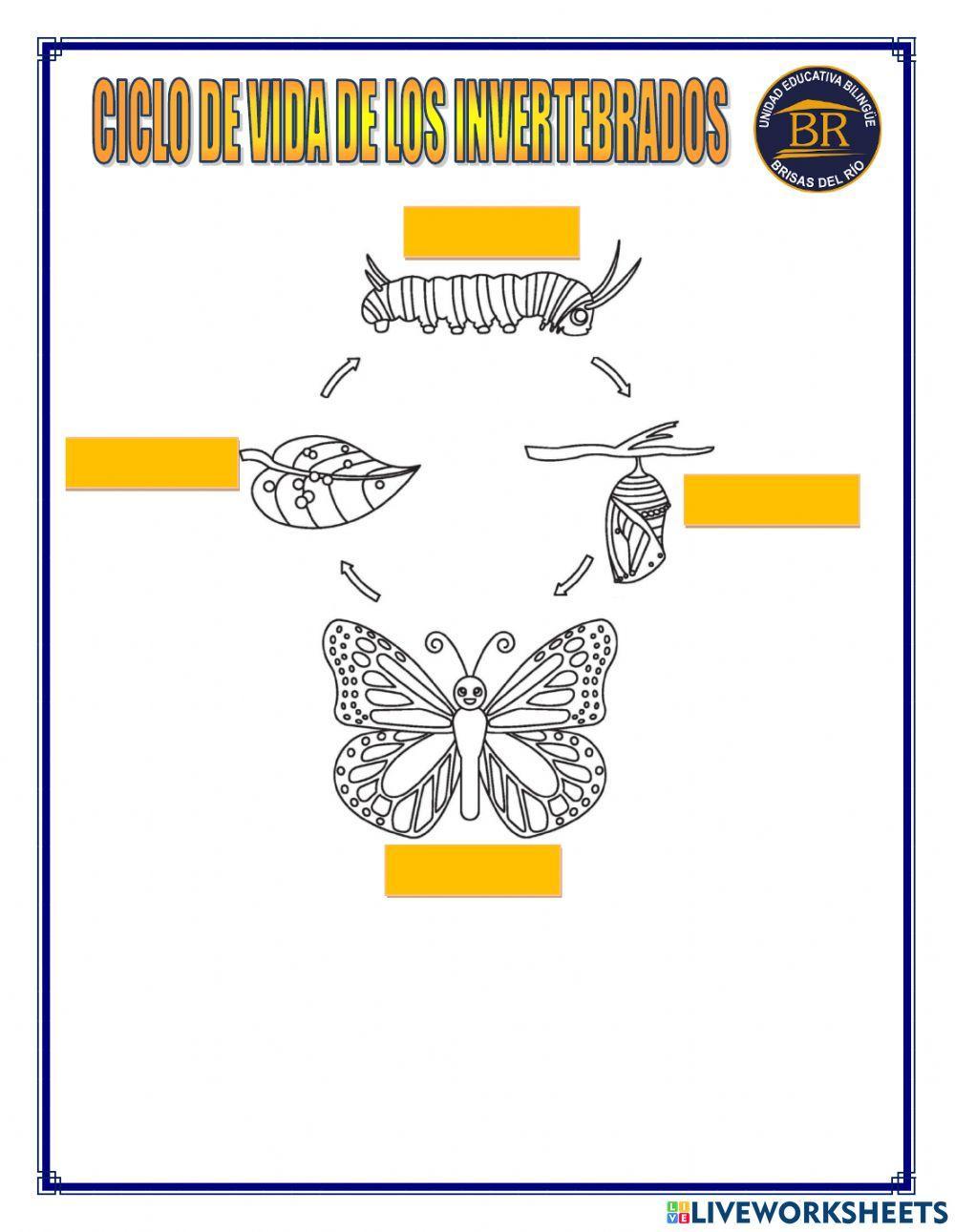 Ciclo de vida de los invertebrados