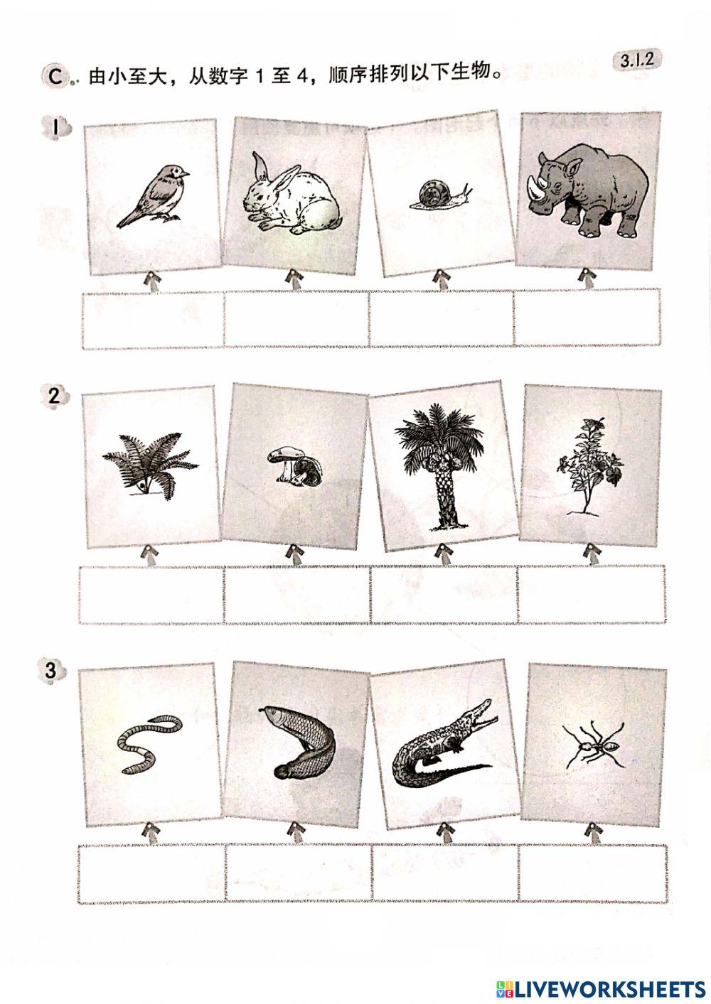 生物的体型 一年级科学