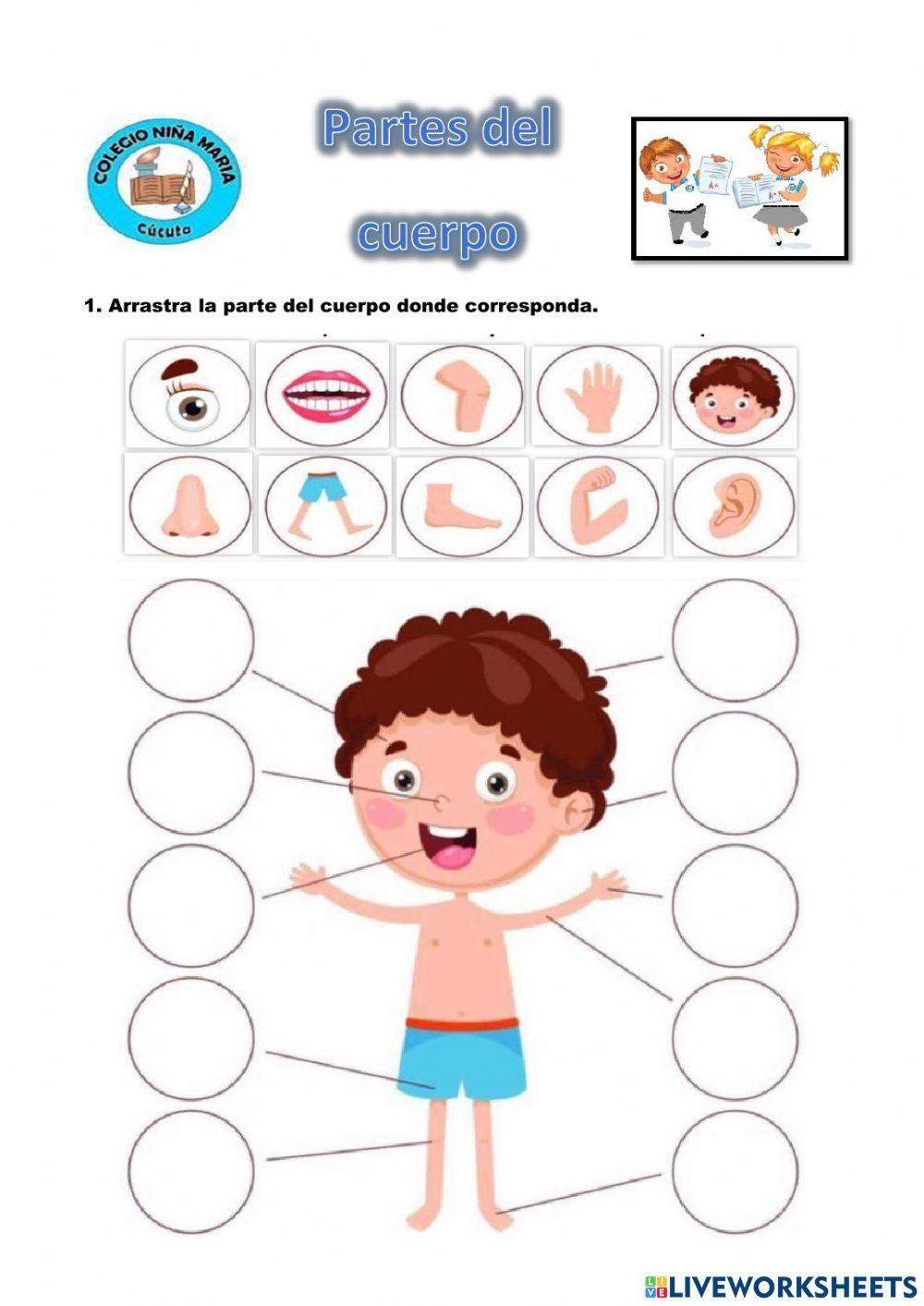 Partes del cuerpo 1094729 Andrea Carolina Jurado