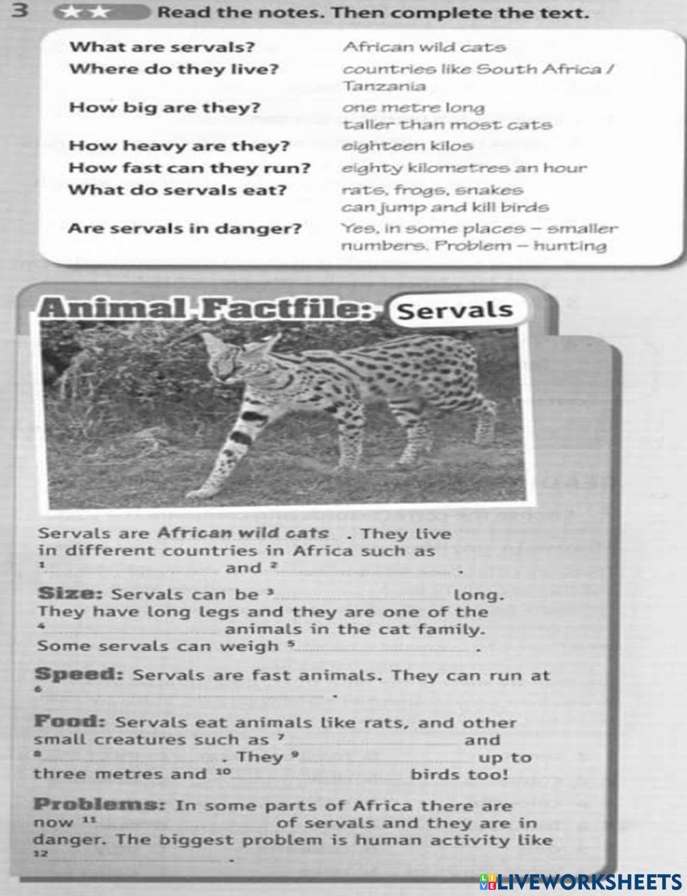 Servals -Information transfer