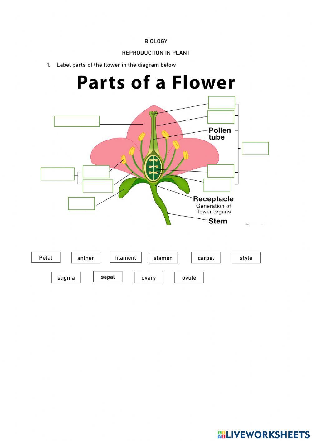 Parts of Flower