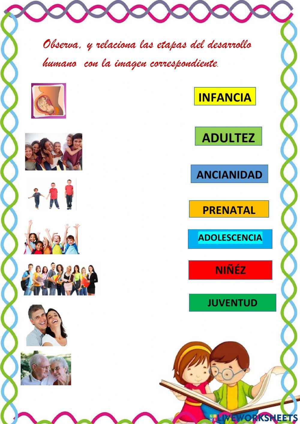 Etapas del desarrollo humano