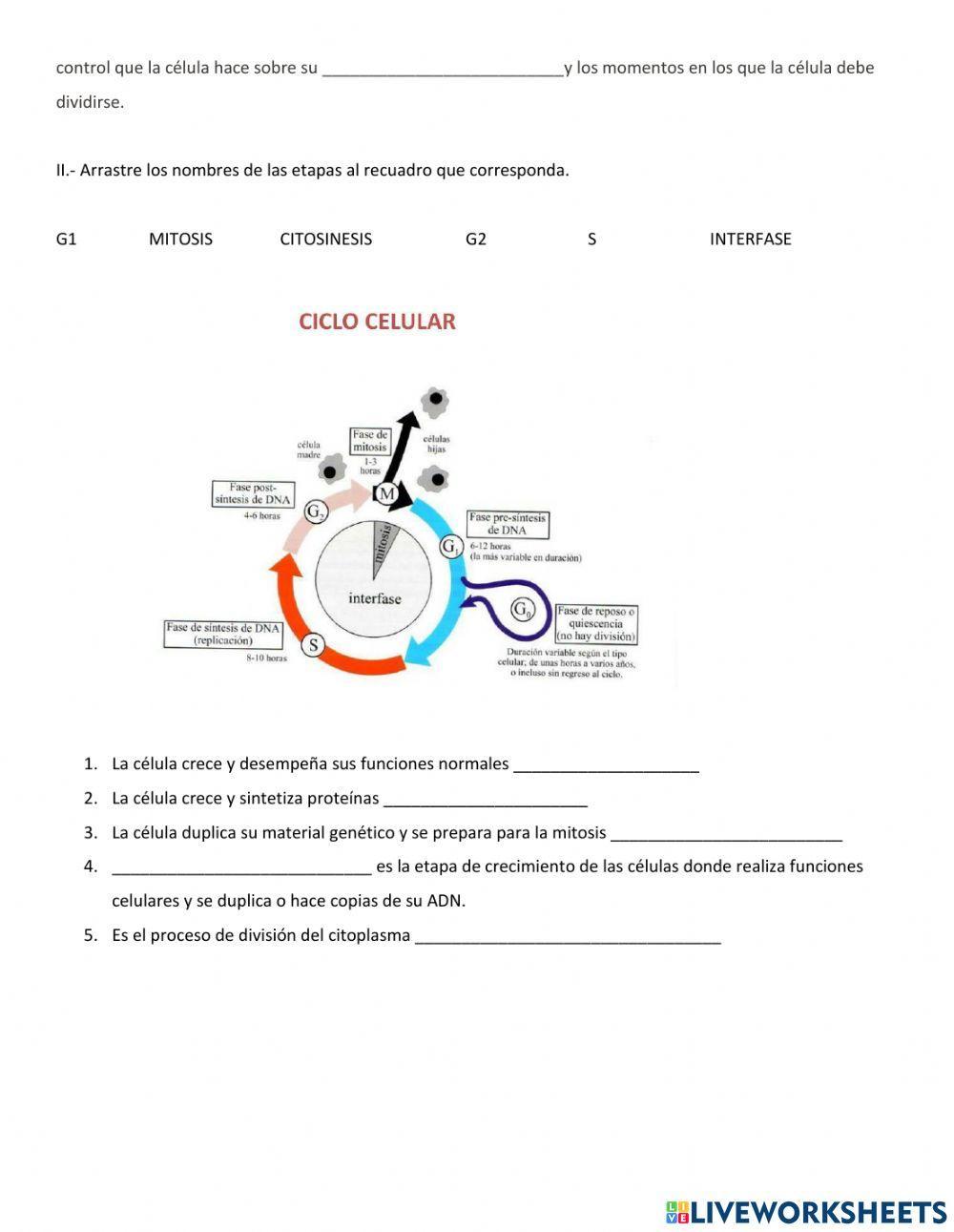 Reproduccion celular