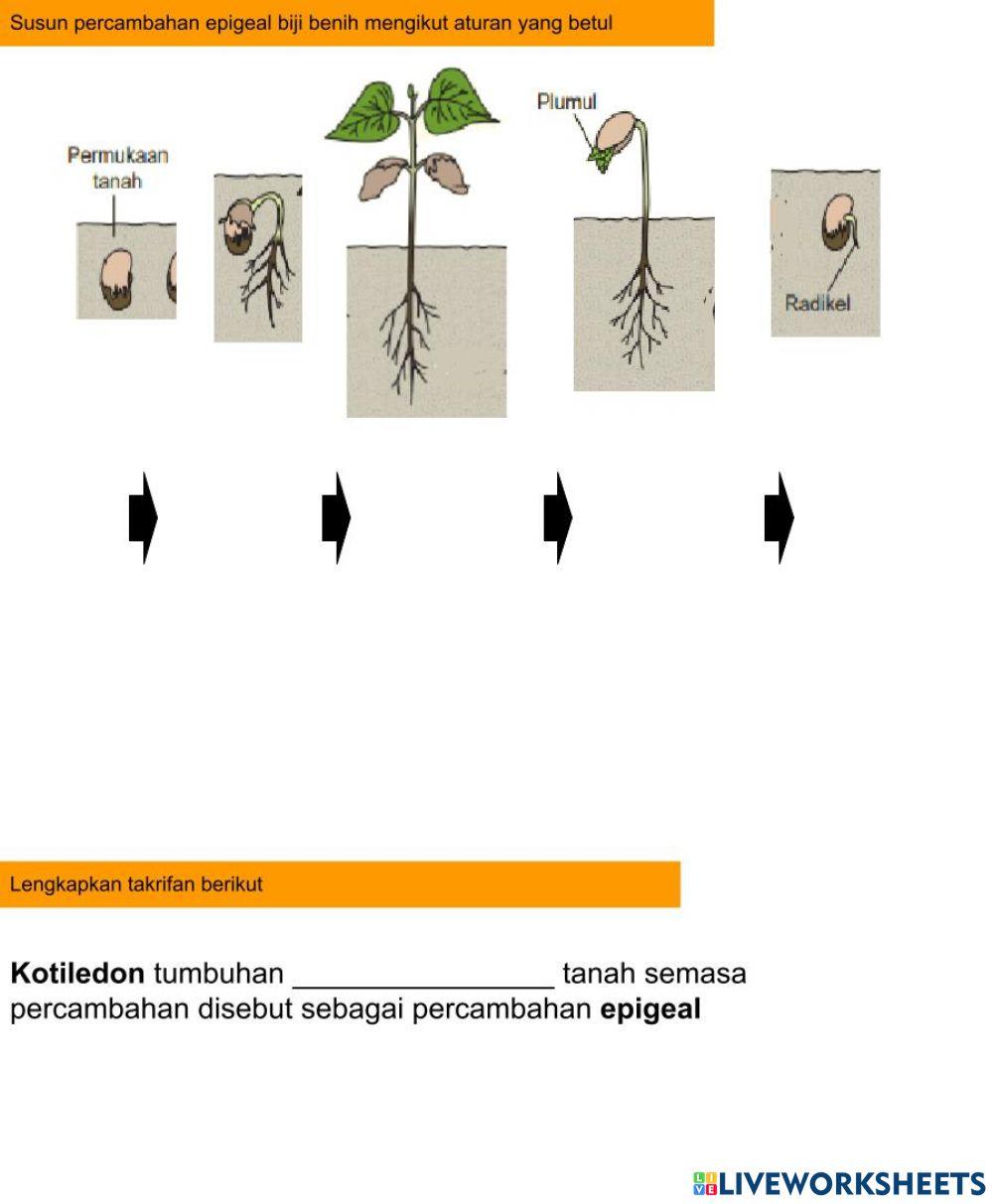 4.7.4.1 Memerihalkan proses  percambahan biji benih