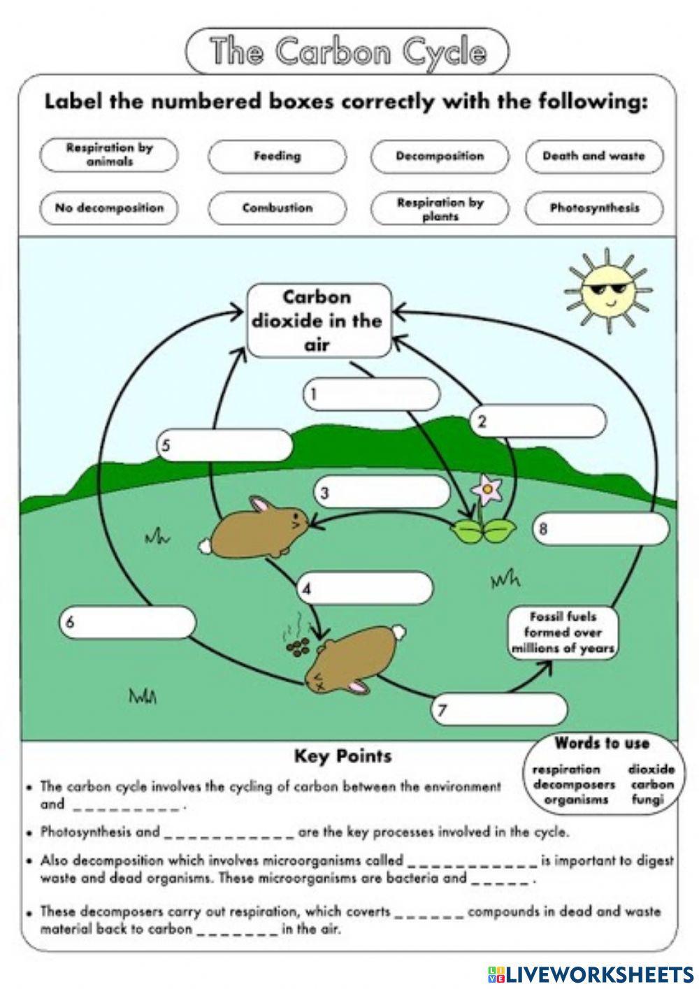 Carbon Cycle 1096075 MayraChancusig Live Worksheets
