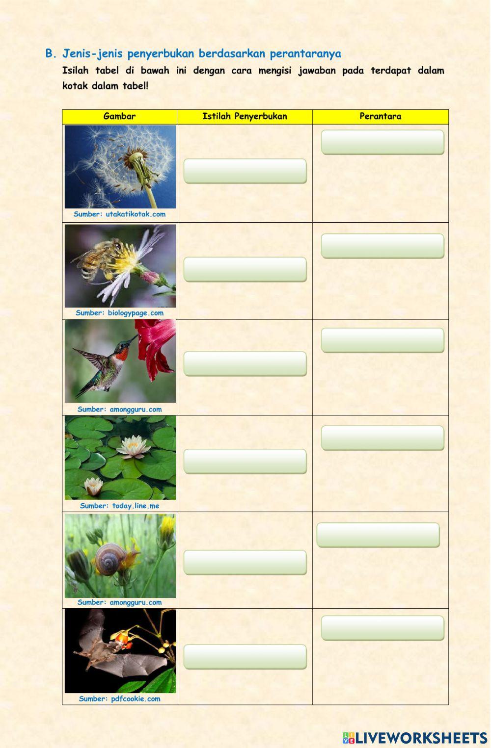 Penyerbukan Pada Bunga