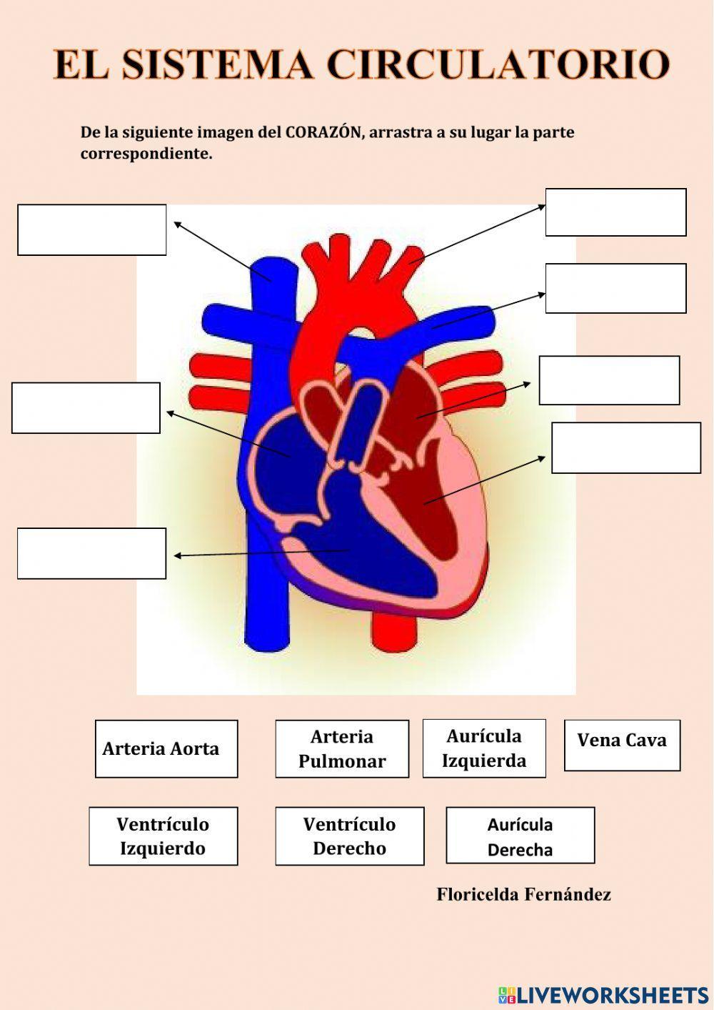 El Sistema Circulatorio.(Partes del Corazón)