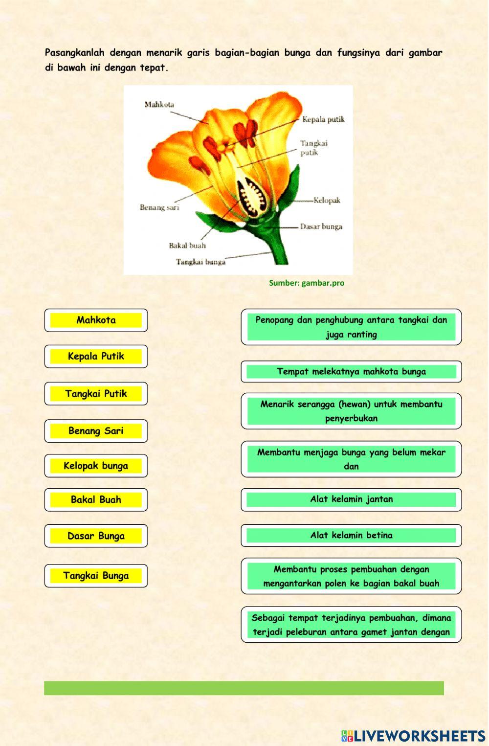 Bagian-bagian Bunga dan Fungsinya