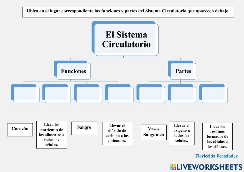 El Sistema Circulatorio.(Funciones y Partes fundamentales)