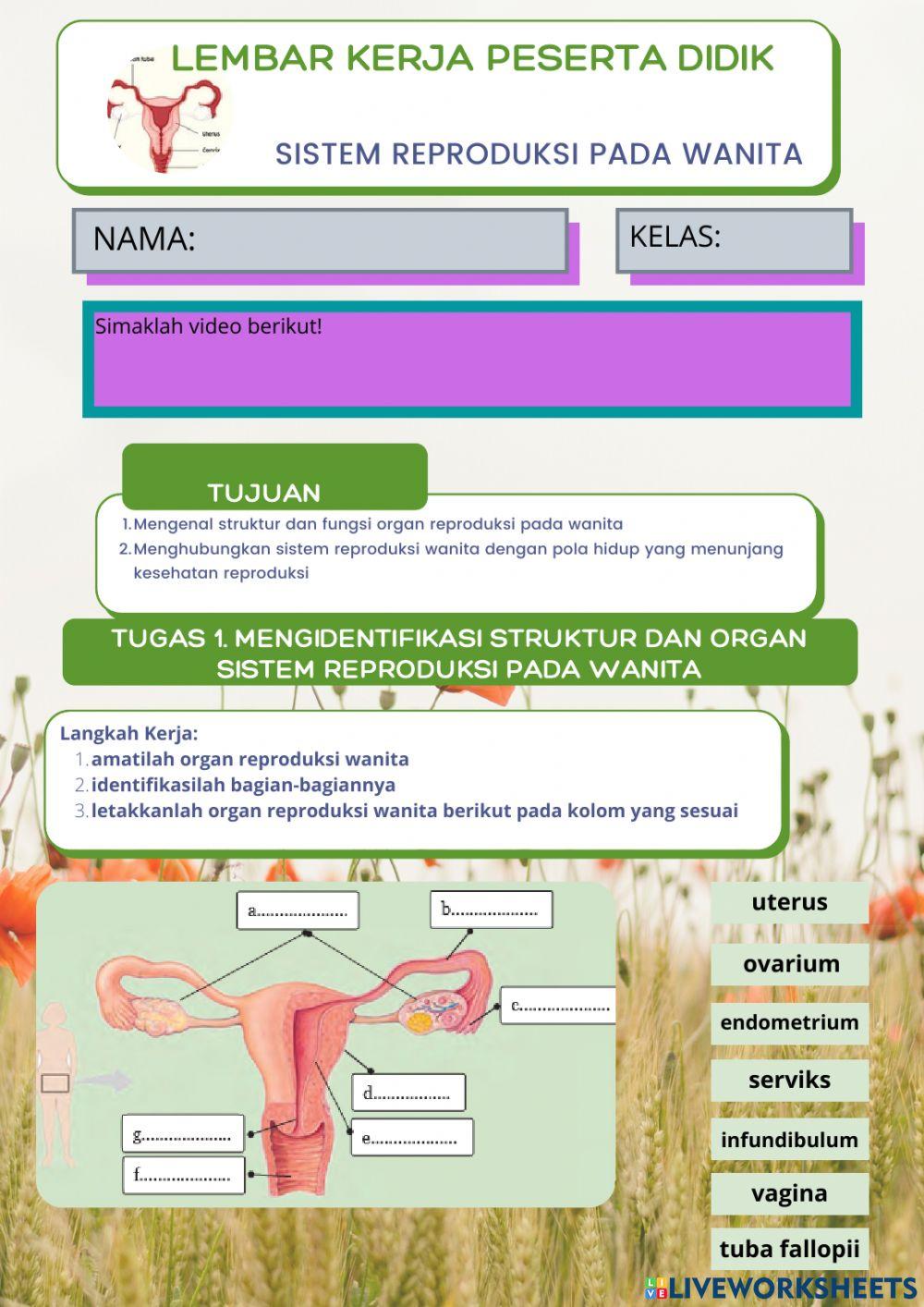 Lkpd organ reproduksi wanita