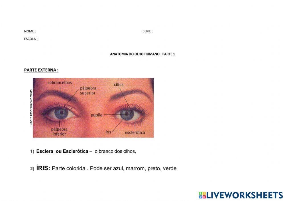 Anatomia olho - parte 1
