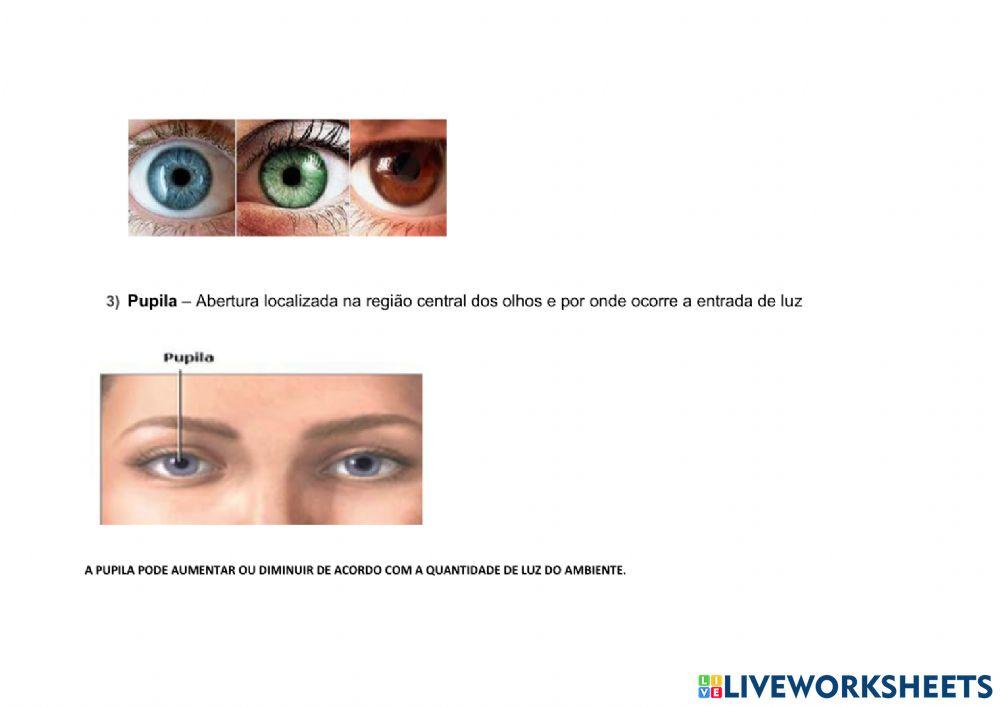 Anatomia olho - parte 1