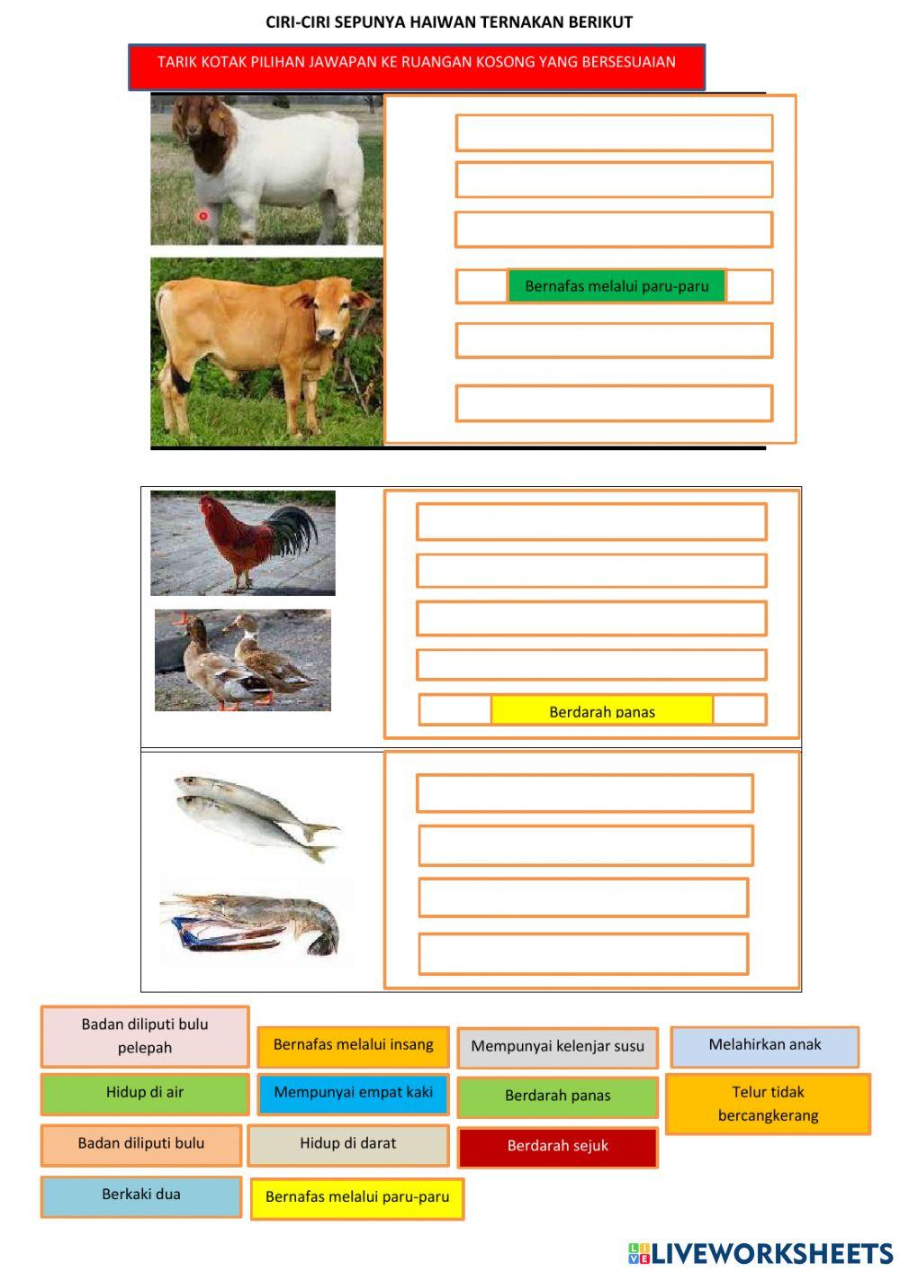 Ciri-ciri sepunya haiwan ternakan