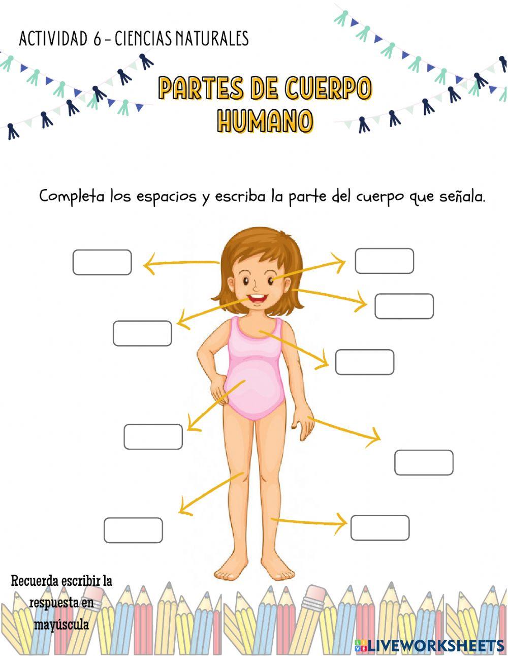 Partes del cuerpo Partes del cuerpo