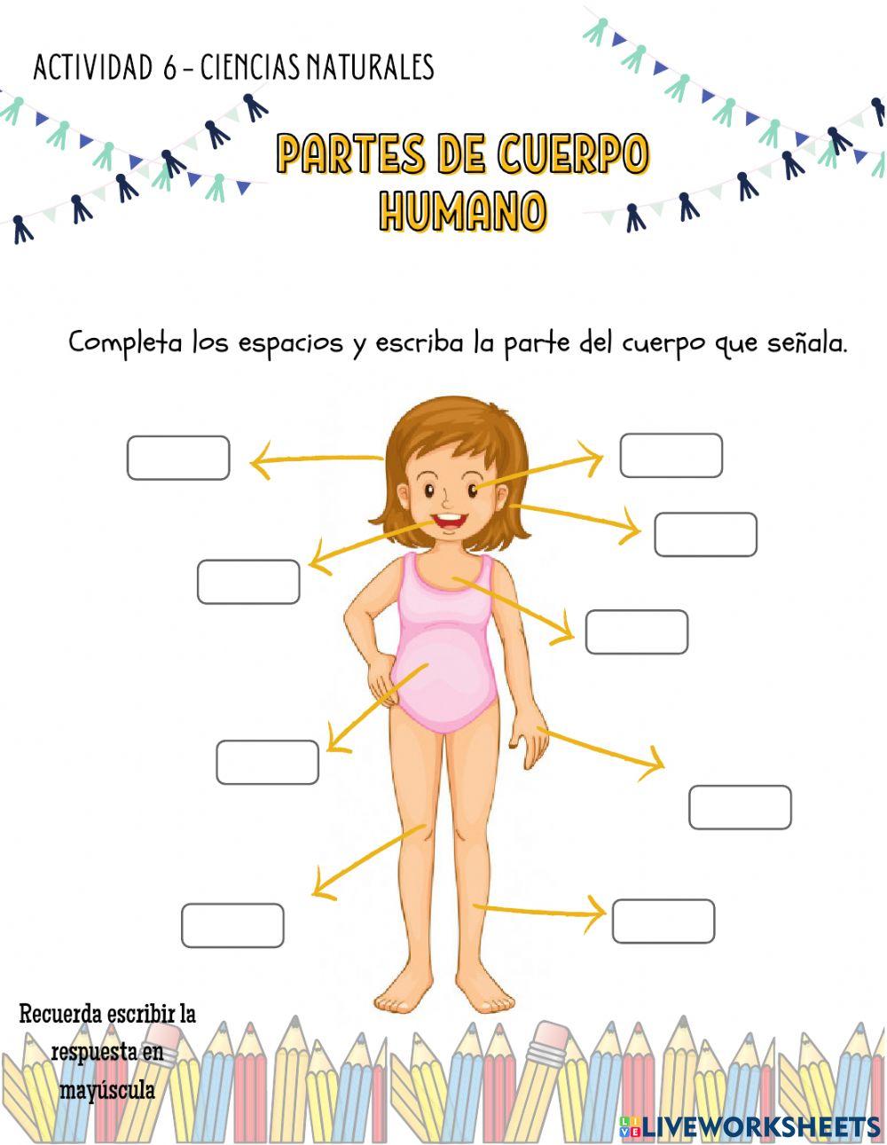 Partes del cuerpo