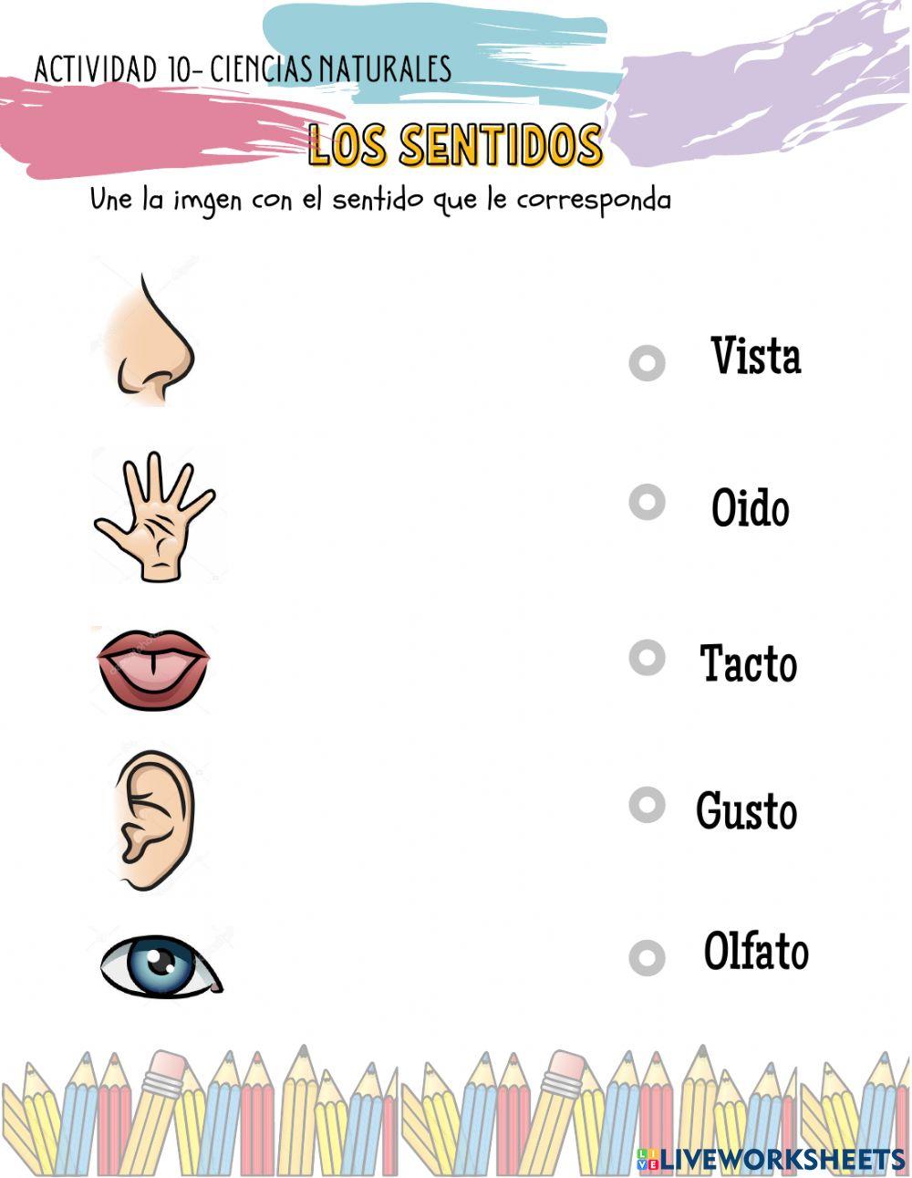 Los sentidos Los sentidos