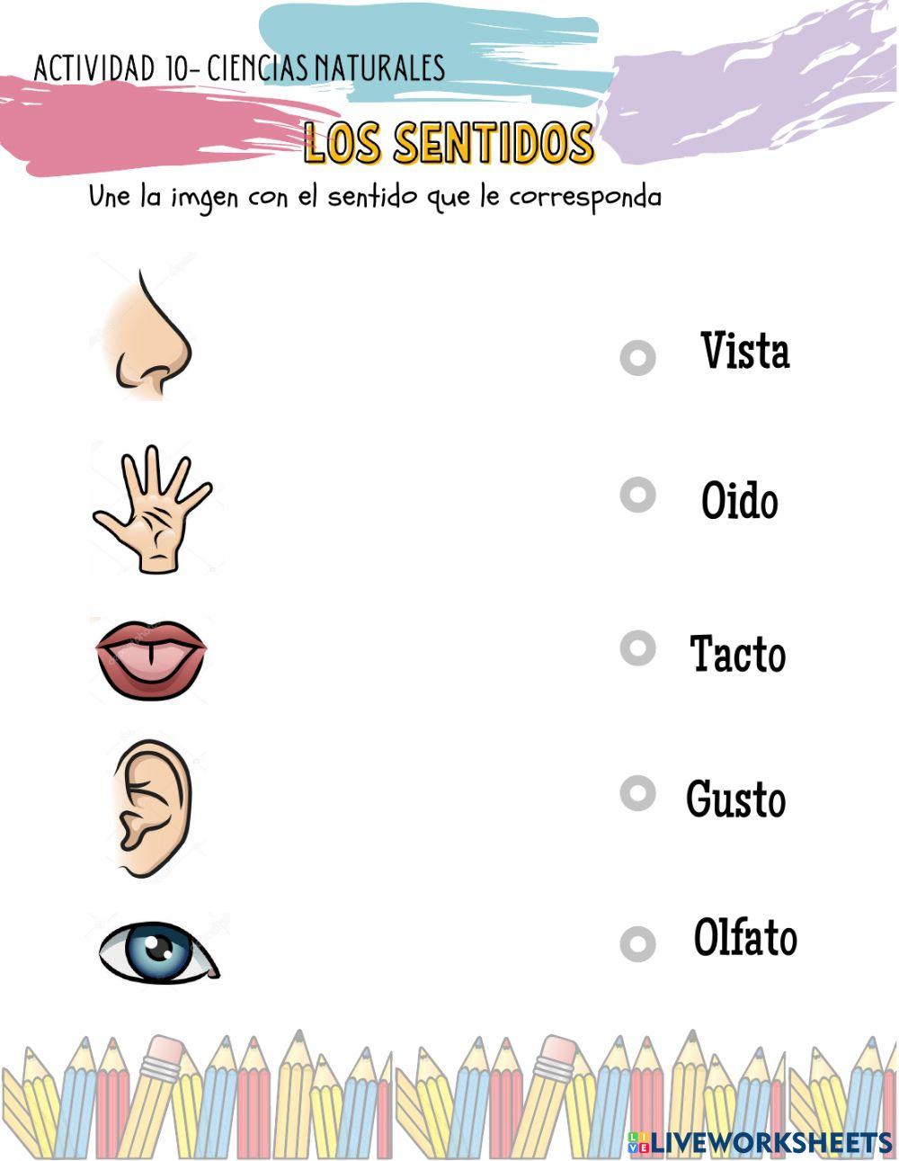 Los sentidos