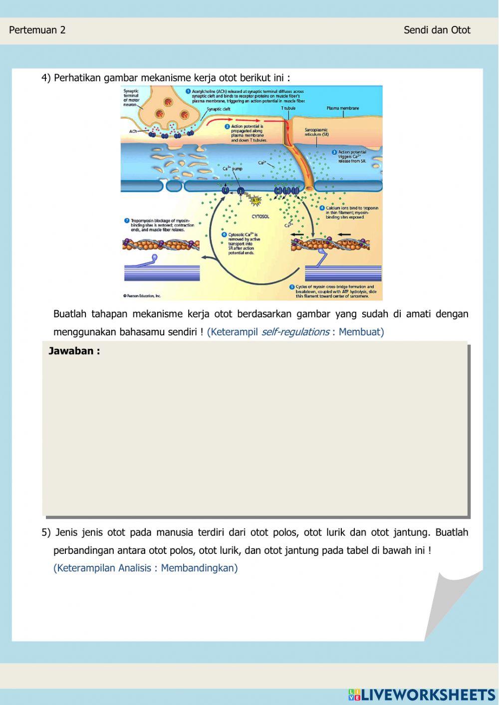 Lembar kerja peserta didik (sendi dan otot)