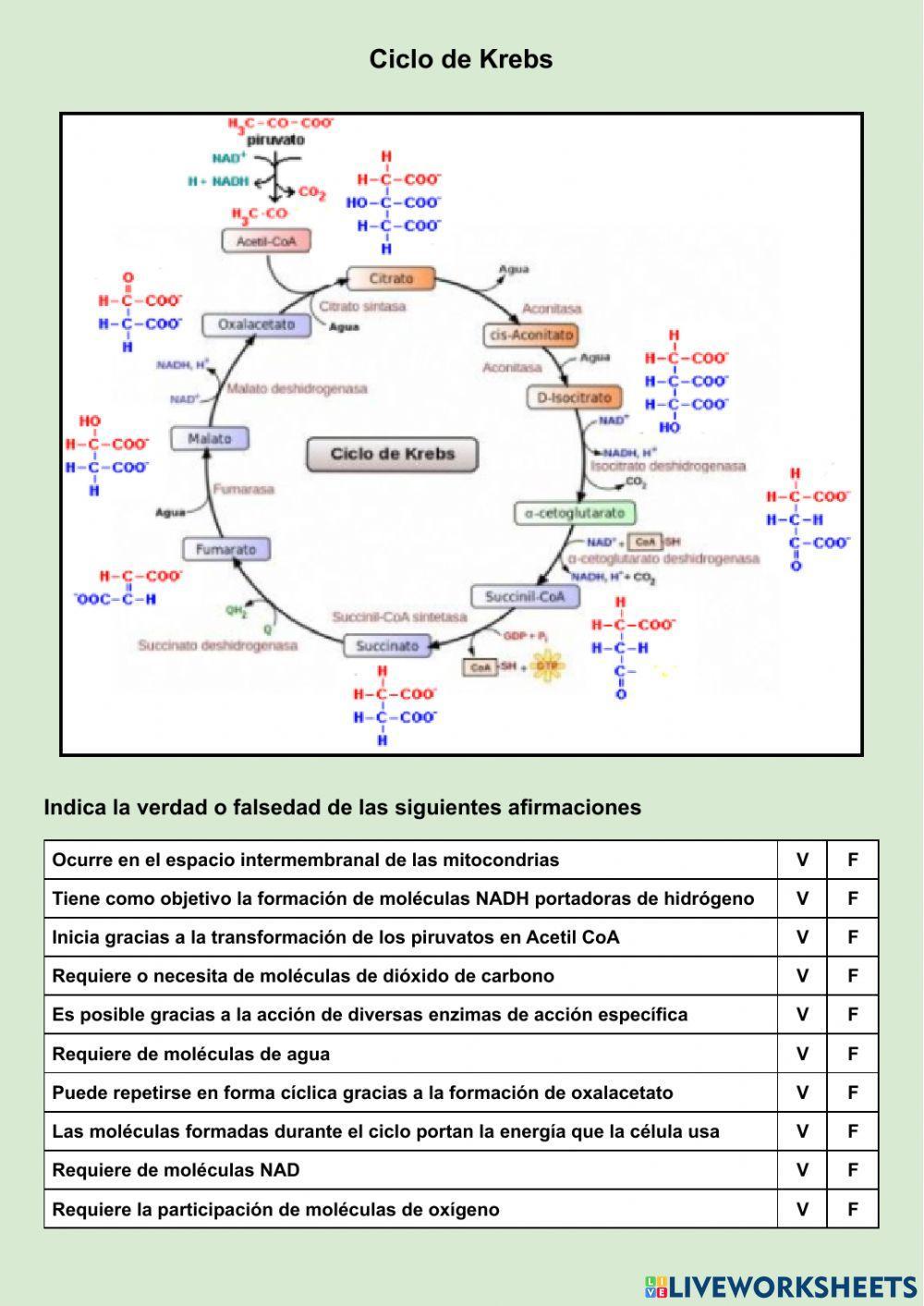 Ciclo de Krebs