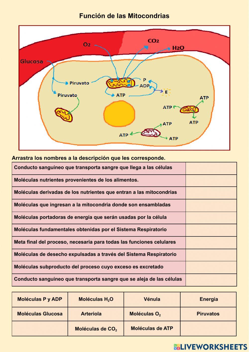 Mitocondria y Producción de Energía