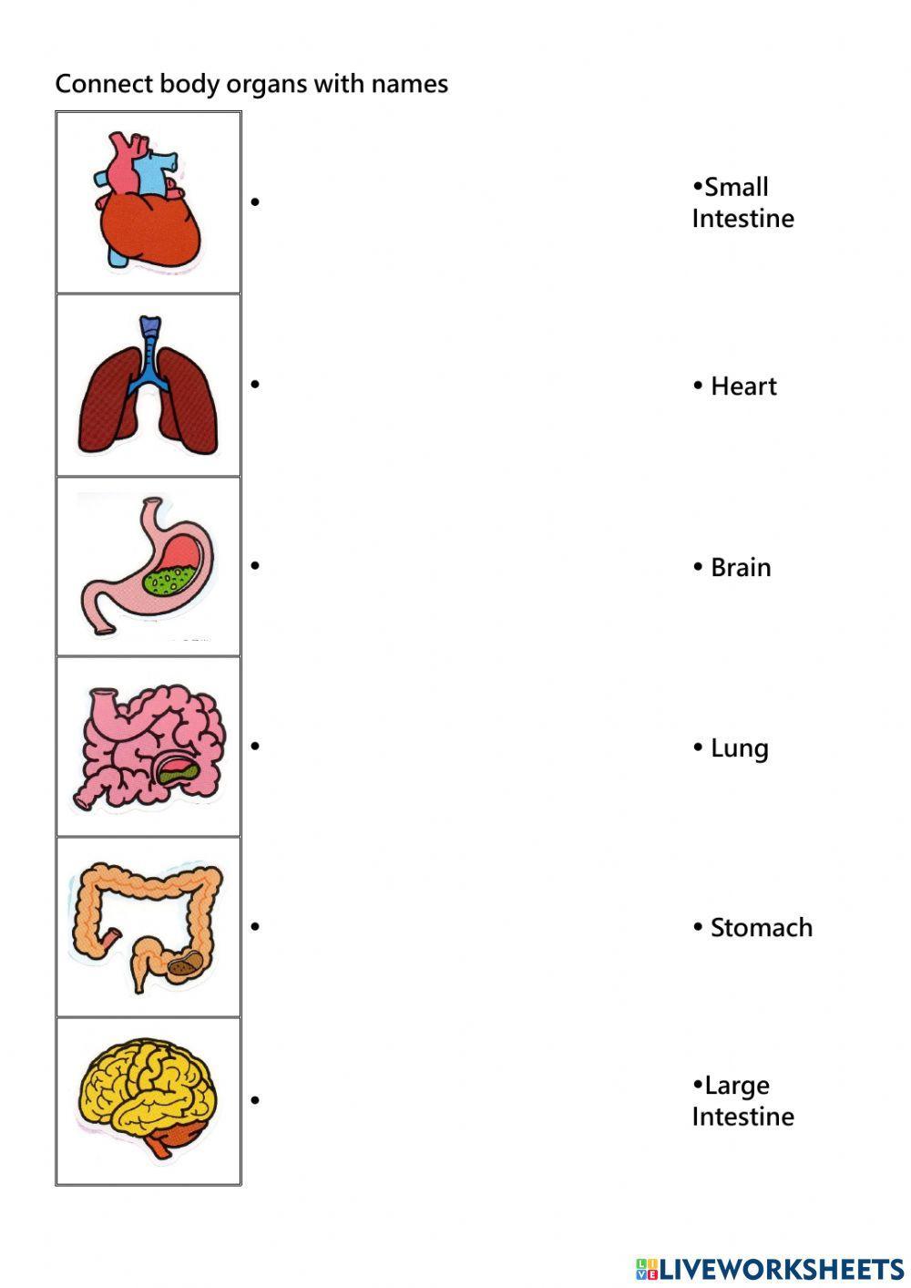 Know the organs of the body