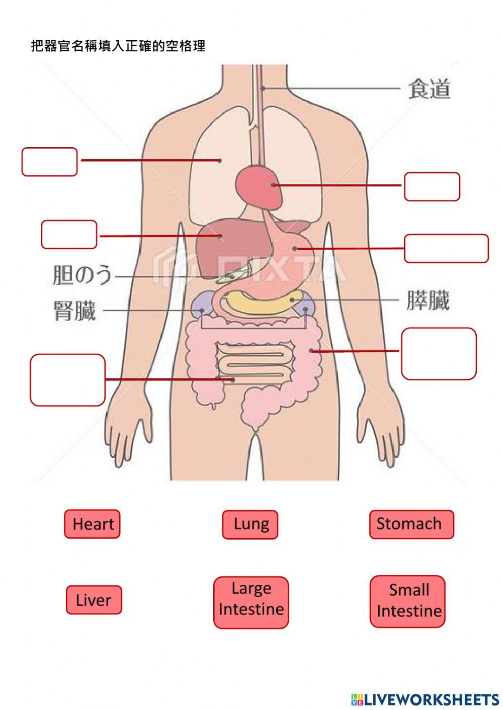 Know the organs of the body