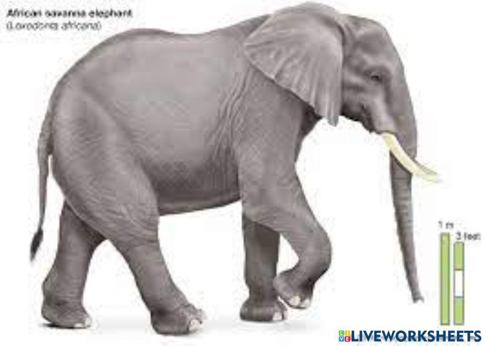 parts-of-elephant-body-worksheet-live-worksheets