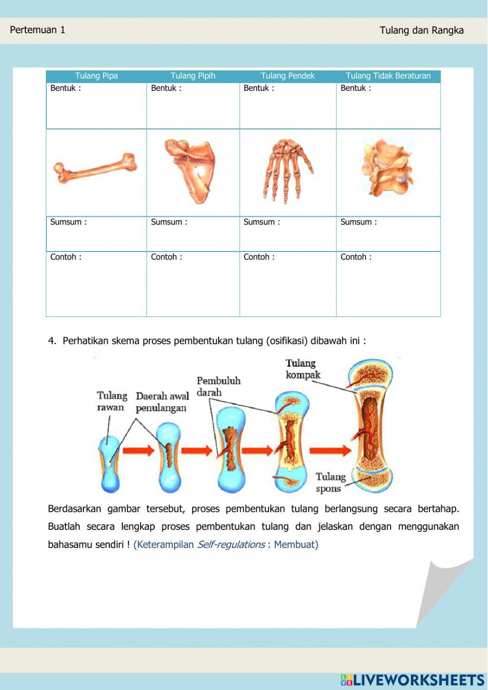 Lembar Kerja Peserta Didik (Tulang dan Otot)