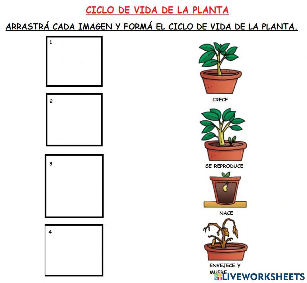 Las plantas