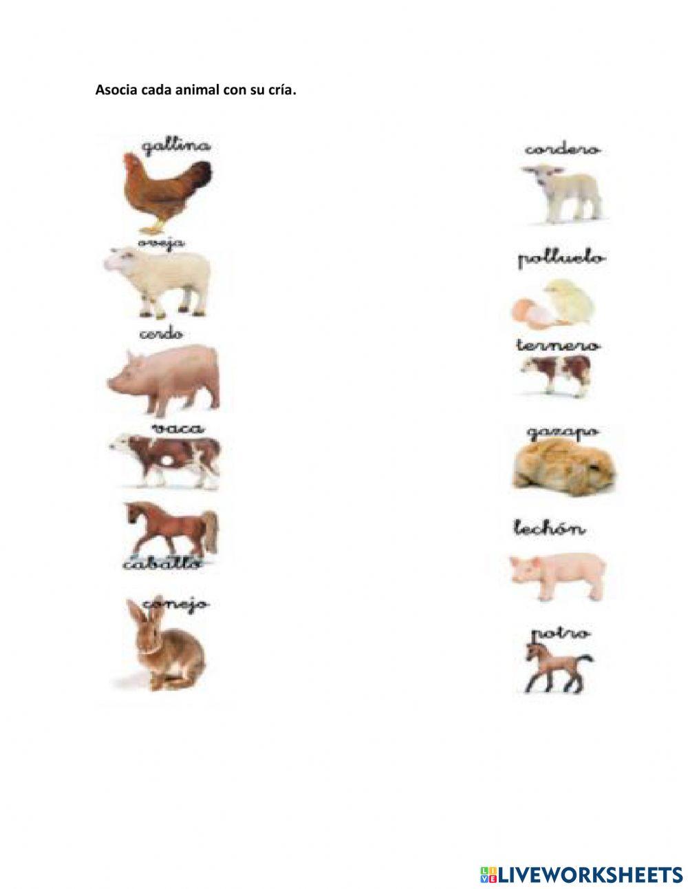 Asocia animal - cría 2