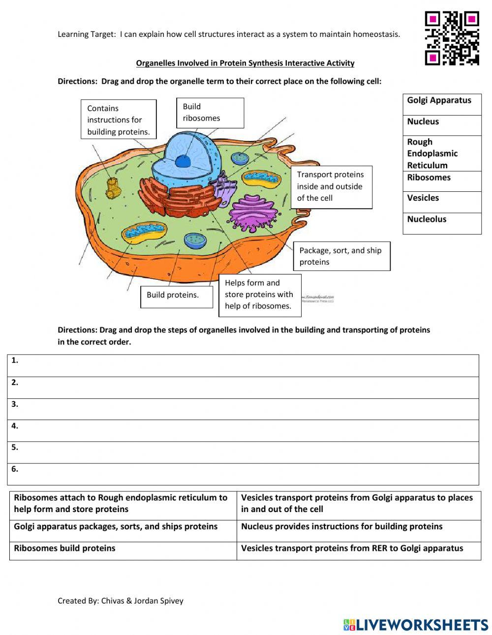Organelles Involved in Protein Synthesis Interactive Activity