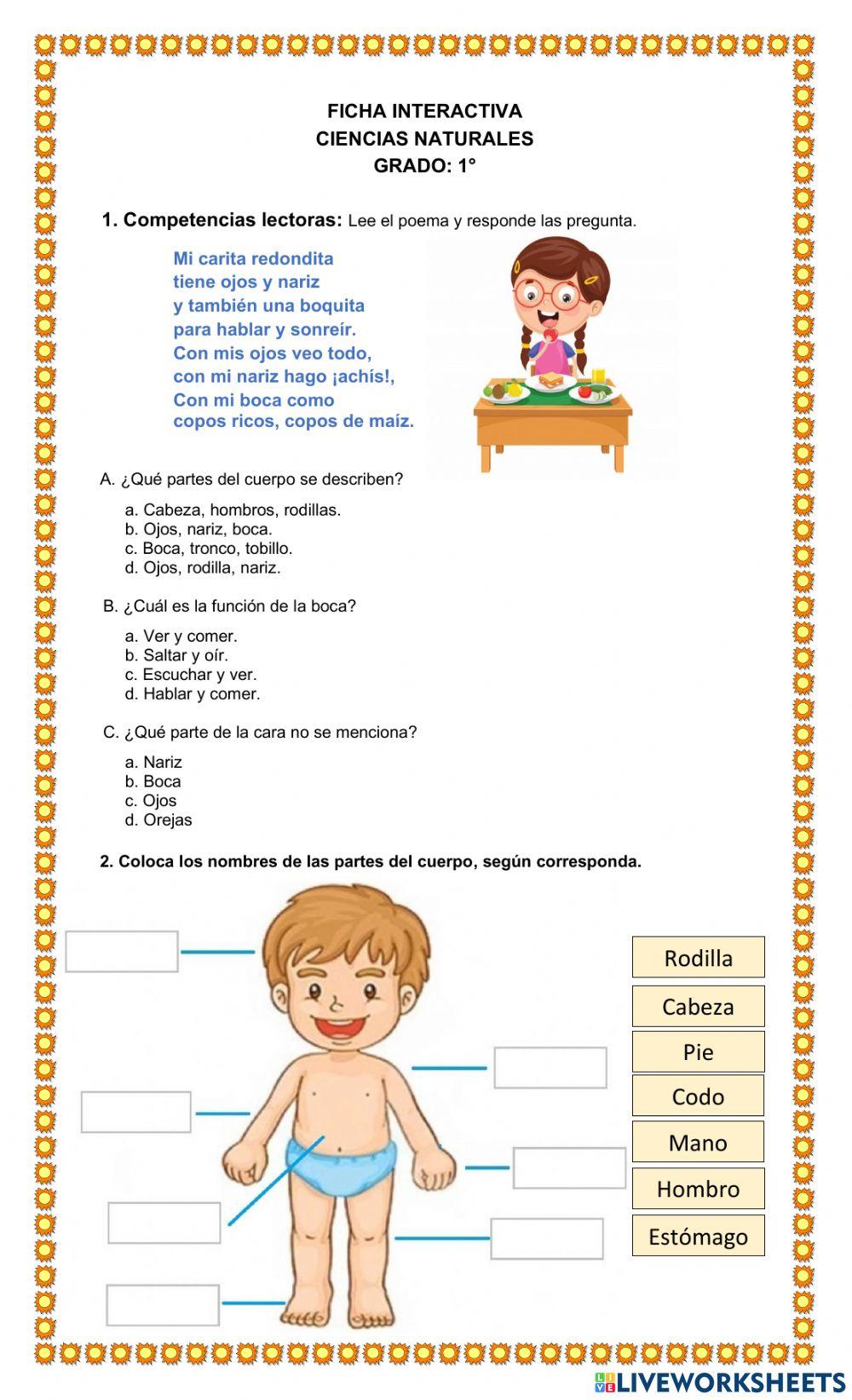 El cuerpo humano | Free Interactive Worksheets | 1101427, image size:1000x1643