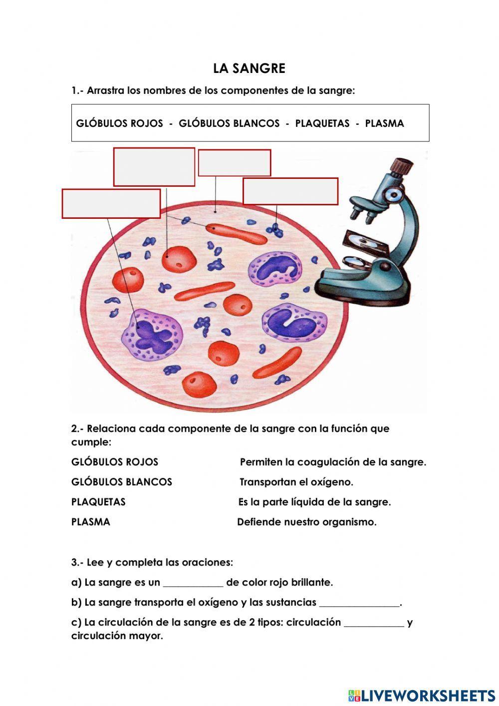 La sangre y sus componentes