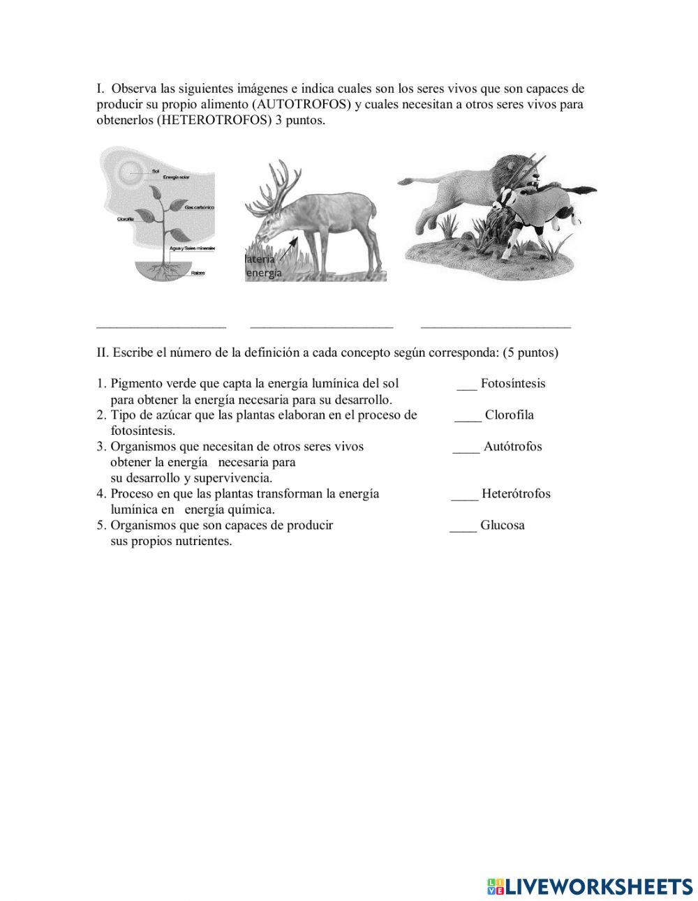 Flujo de energia en la naturaleza