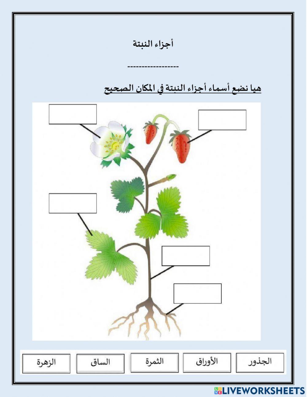 أجزاء النبتة