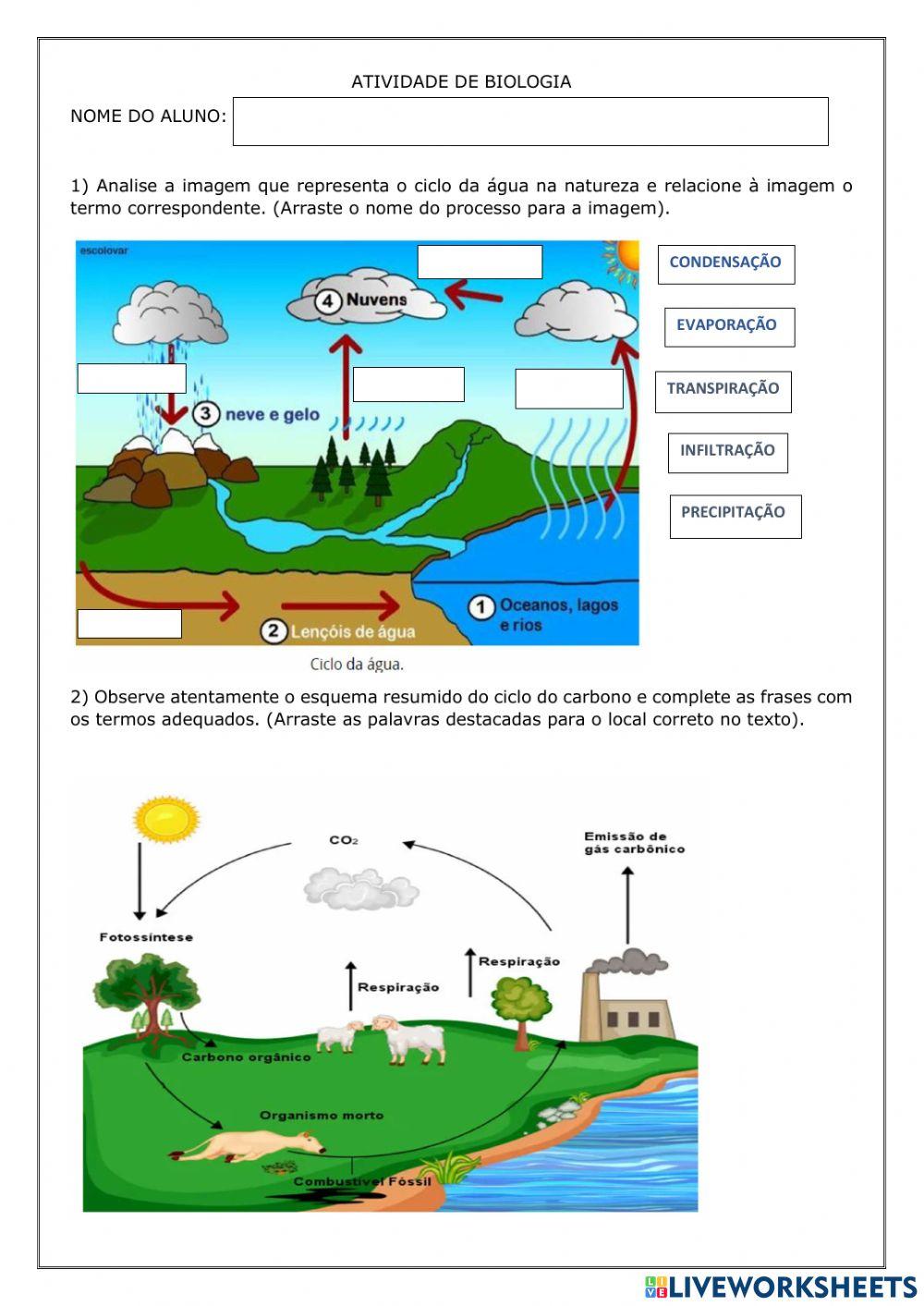 Ciclos biogeoquímicos