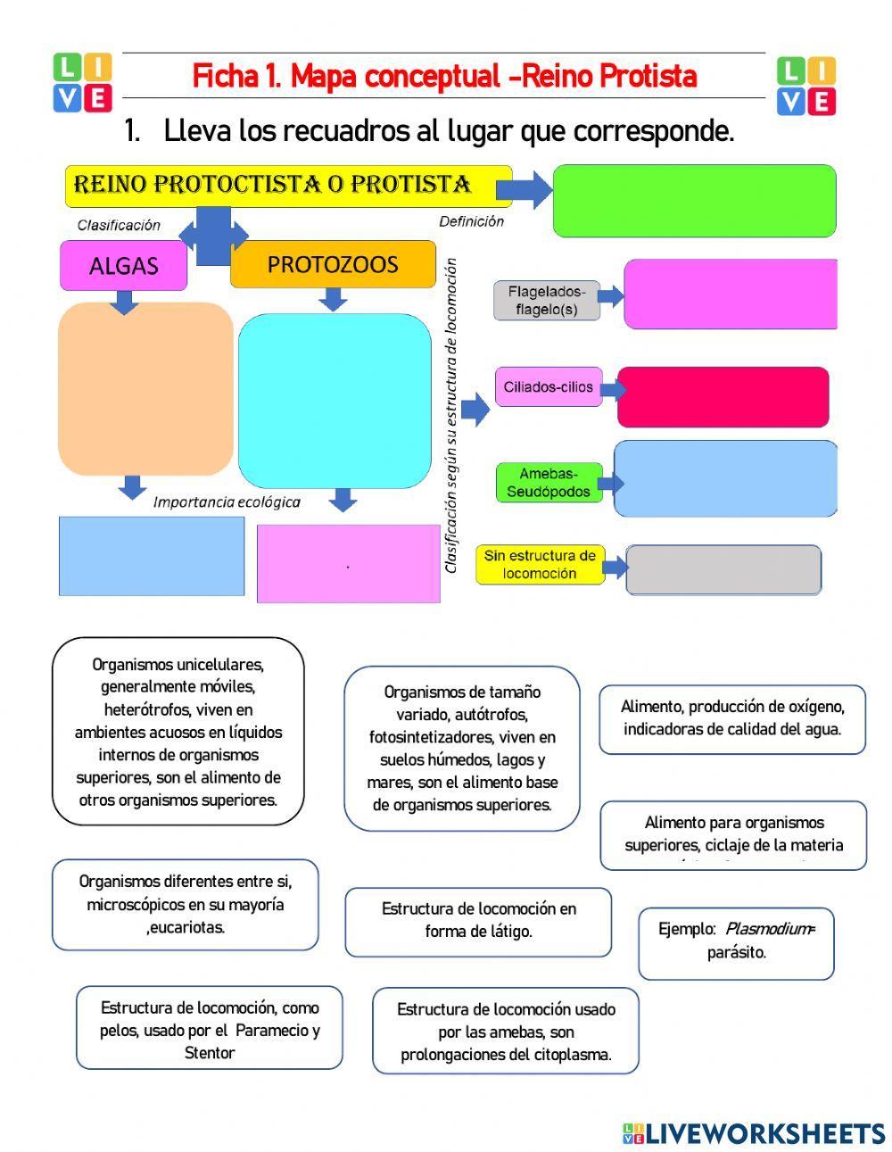 Mapa conceptual Reino Protista