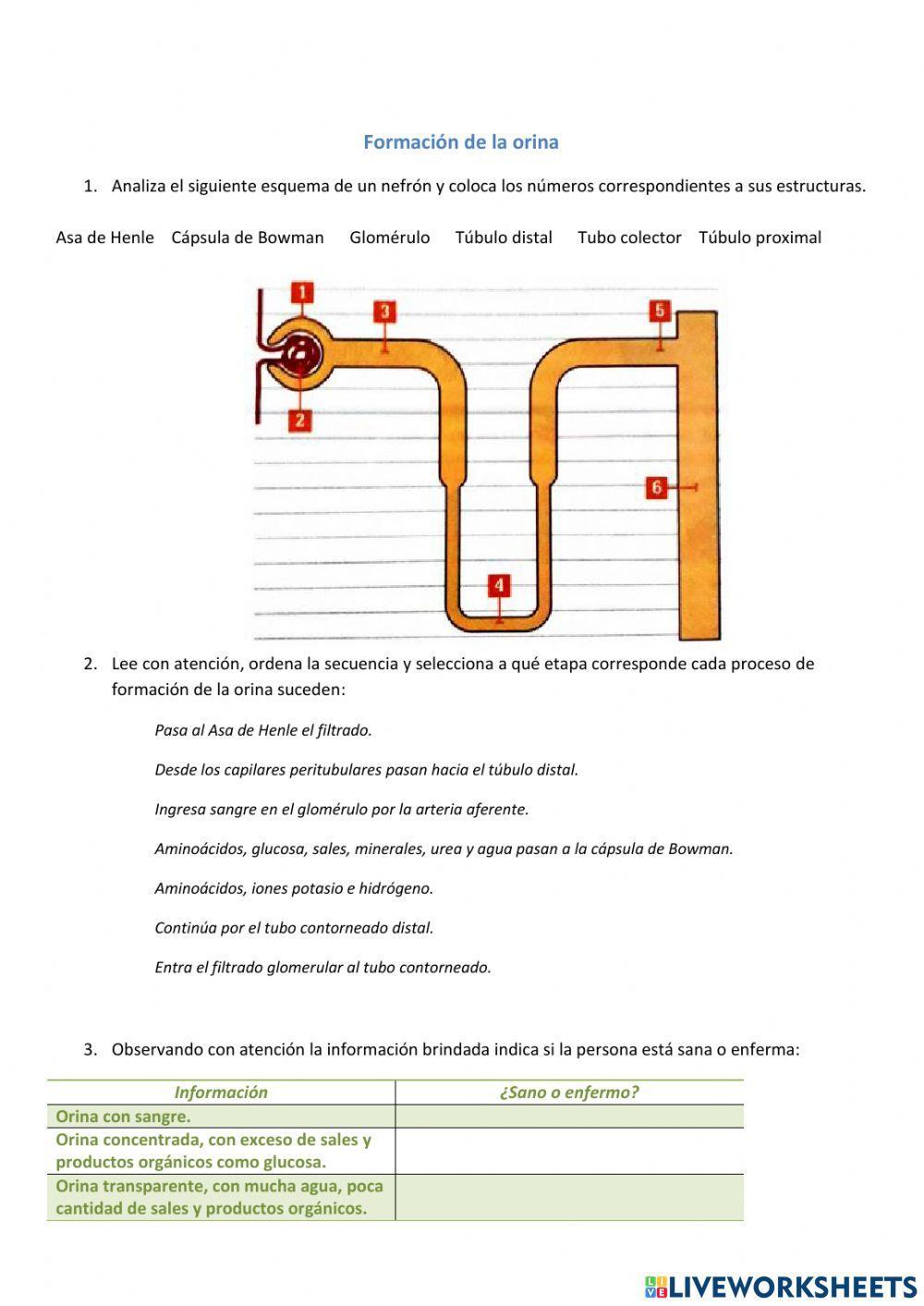 Formación de la orina