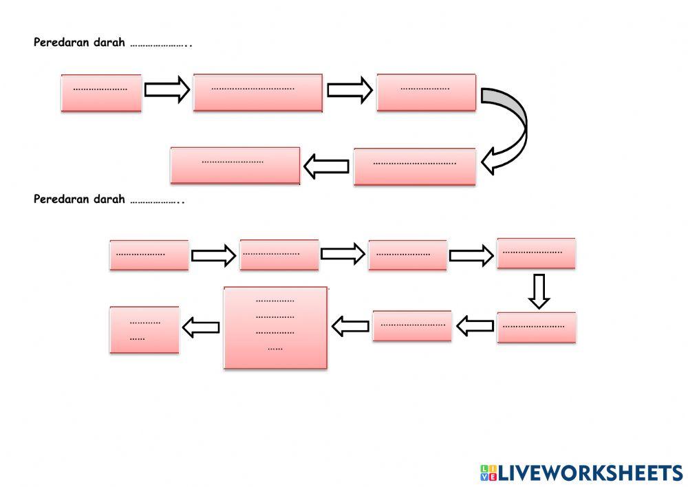 E-LKS sistem peredaran darah 2
